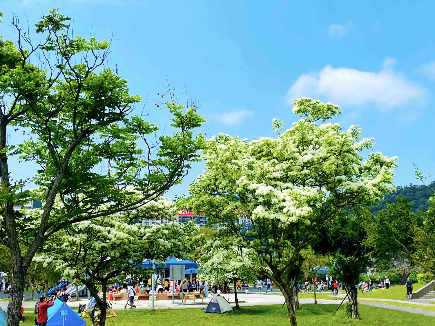 流蘇花大綻放,新店陽光公園飄花香。 圖:新北市水利局高灘地工程管理處提供 流蘇花大綻放,新店陽光公園飄花香。 圖:新北市水利局高灘地工程管理處提供