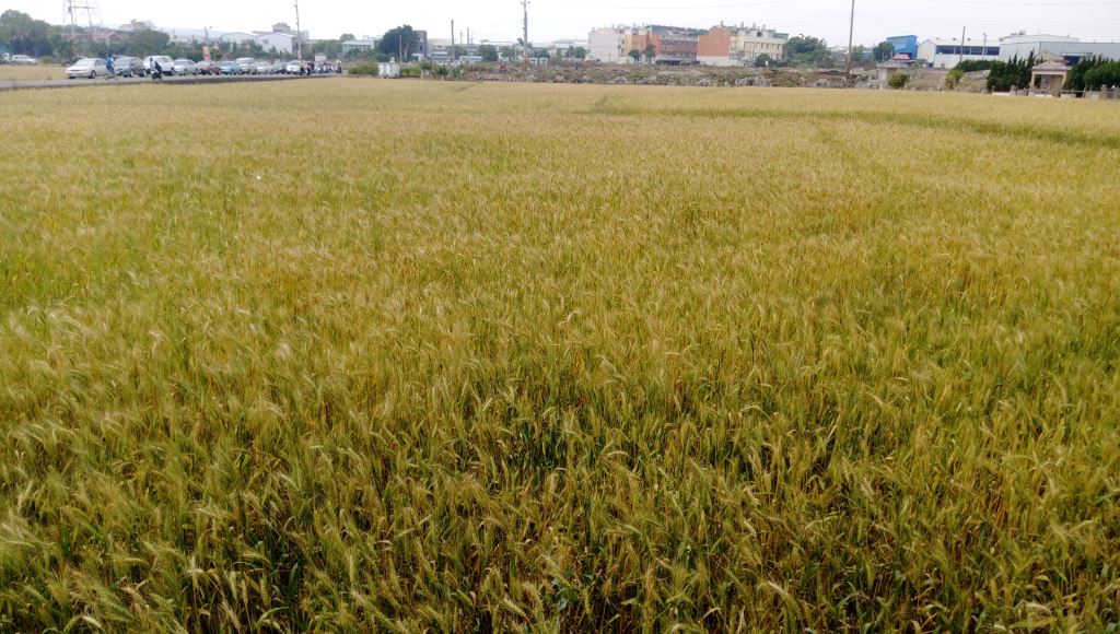 大雅麥田。 台中市政府/提供 大雅麥田。 台中市政府/提供