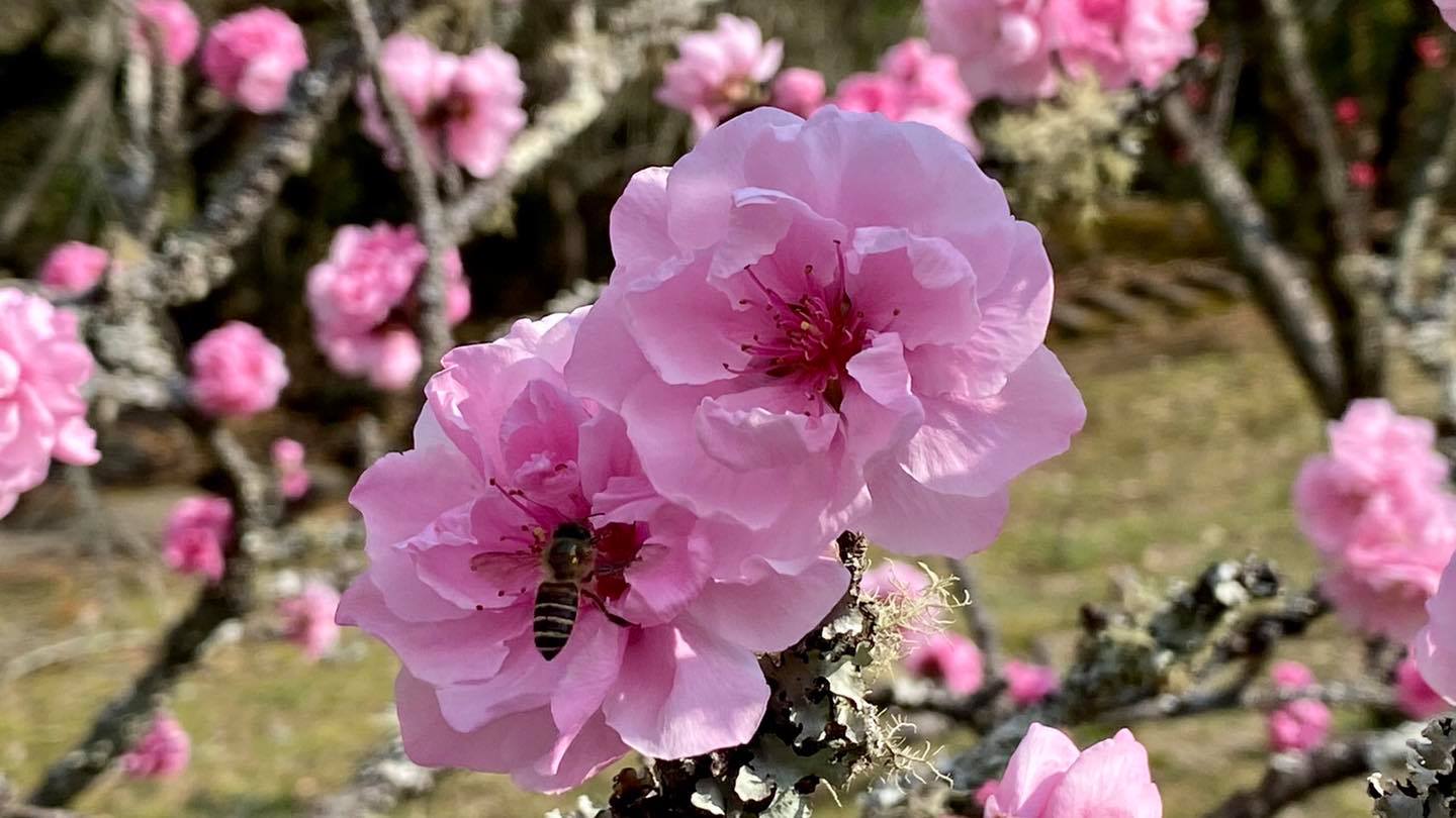 武陵農場園區內種植的桃花,有七寸桃、黃金桃、長澤、玉板、阿布及中津等多種品種。 圖:取自粉專「武陵農場 Wuling Farm」 武陵農場園區內種植的桃花,有七寸桃、黃金桃、長澤、玉板、阿布及中津等多種品種。 圖:取自粉專「武陵農場 Wuling Farm」