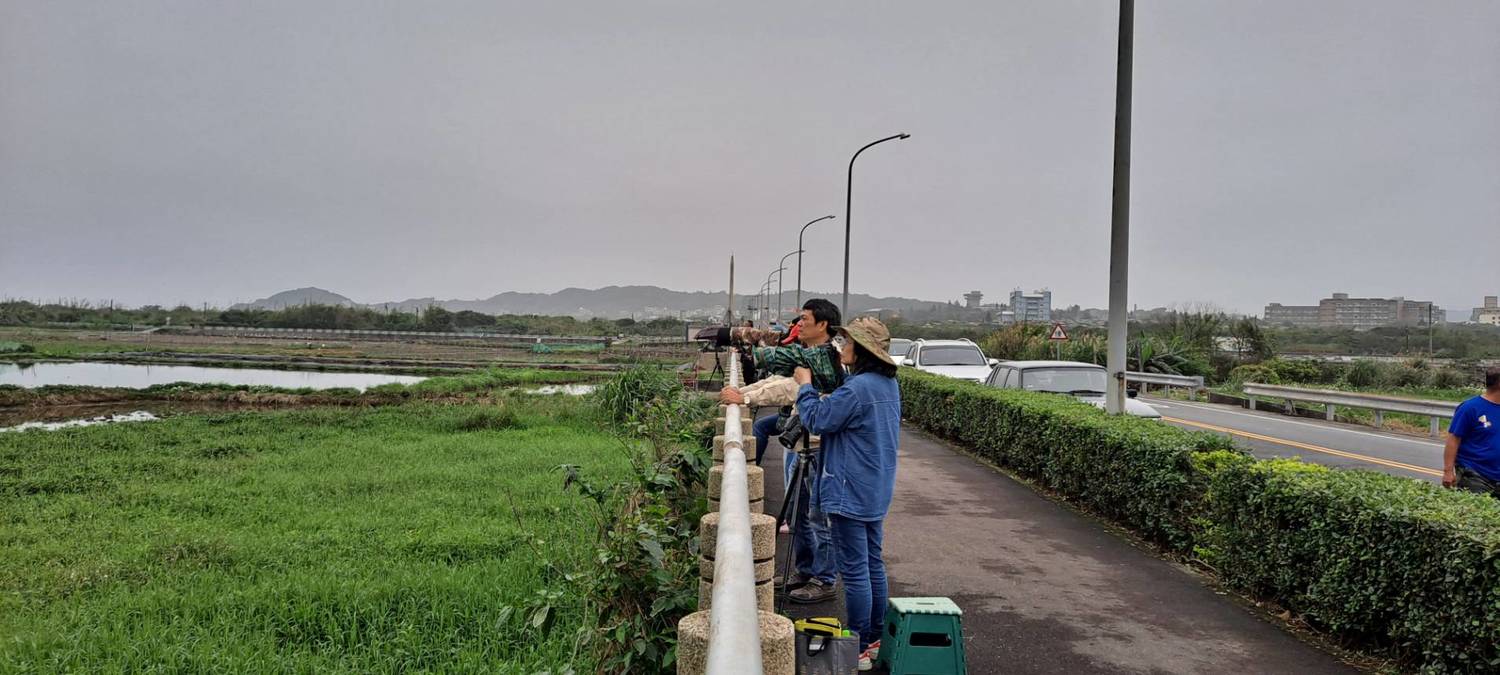 東方白鸛拍攝人潮已有減少。 圖:新北市動保處提供 東方白鸛拍攝人潮已有減少。 圖:新北市動保處提供