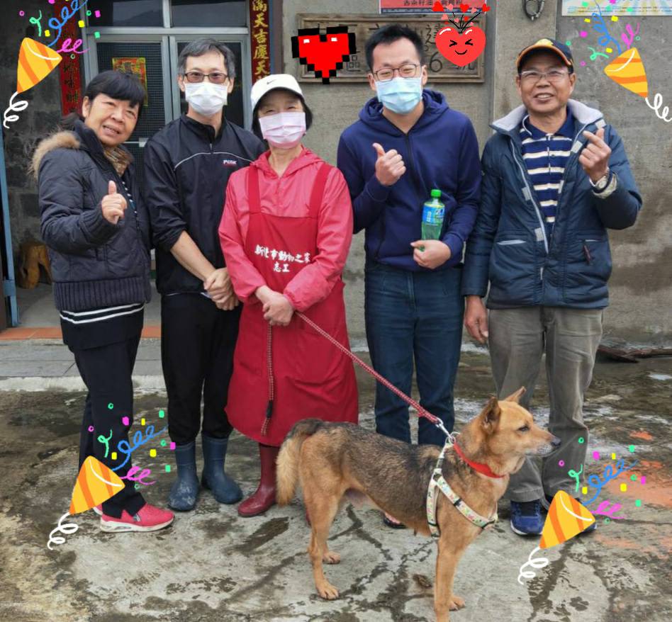 新北市去共認養出5218隻犬貓,認養率達97%;圖為被認養的「金卡」被送到溫暖的新家。 圖:新北市動保處提供 新北市去共認養出5218隻犬貓,認養率達97%;圖為被認養的「金卡」被送到溫暖的新家。 圖:新北市動保處提供