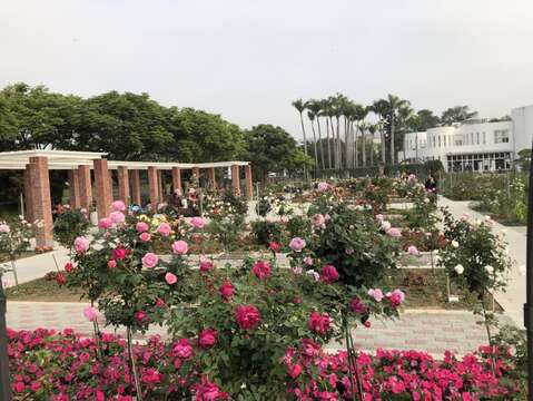 五彩玫瑰區很花多盛開。 圖:取自台北旅遊網 五彩玫瑰區很花多盛開。 圖:取自台北旅遊網