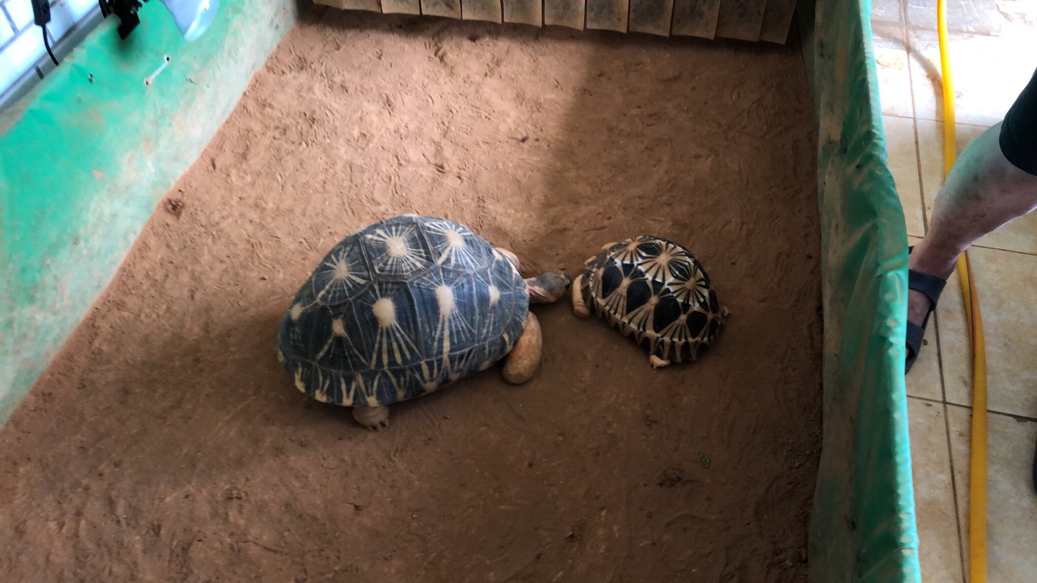 林嫌飼養2隻已是成龜的輻射龜,聲稱已繁殖過,但未通報林務局申報備查,已涉嫌違法。 圖:新北市動保處提供 林嫌飼養2隻已是成龜的輻射龜,聲稱已繁殖過,但未通報林務局申報備查,已涉嫌違法。 圖:新北市動保處提供