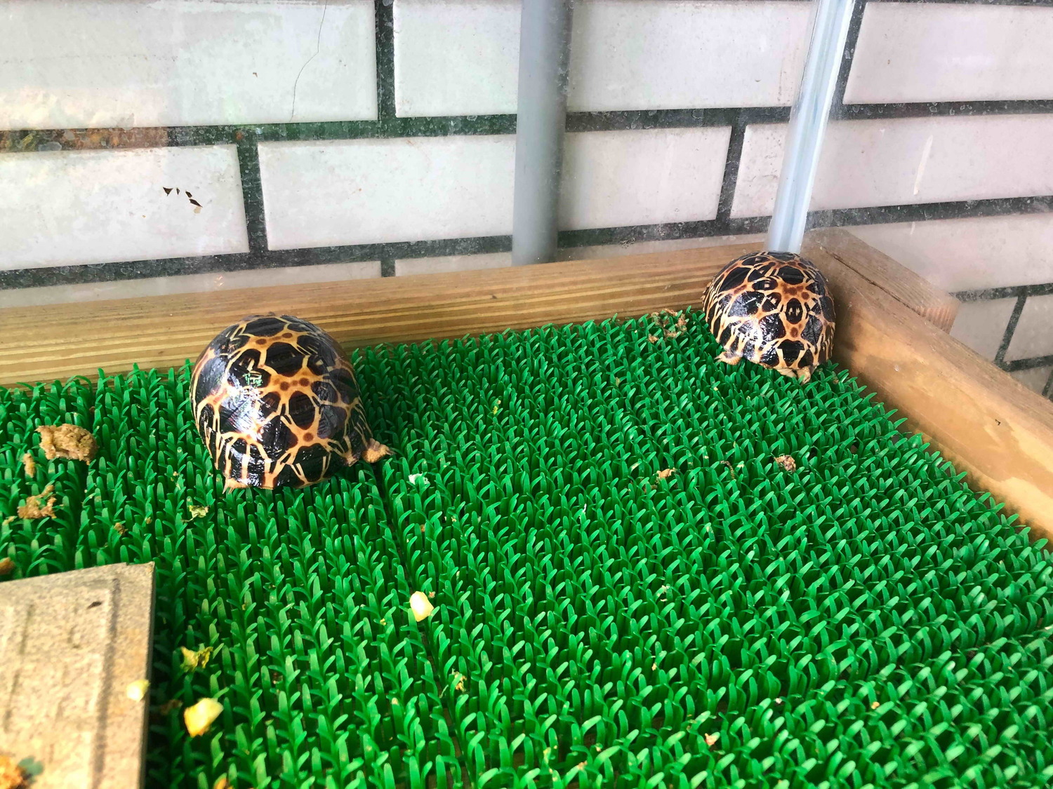 林嫌稱2隻輻射龜幼龜為自家繁殖所生。 圖:新北市動保處提供 林嫌稱2隻輻射龜幼龜為自家繁殖所生。 圖:新北市動保處提供