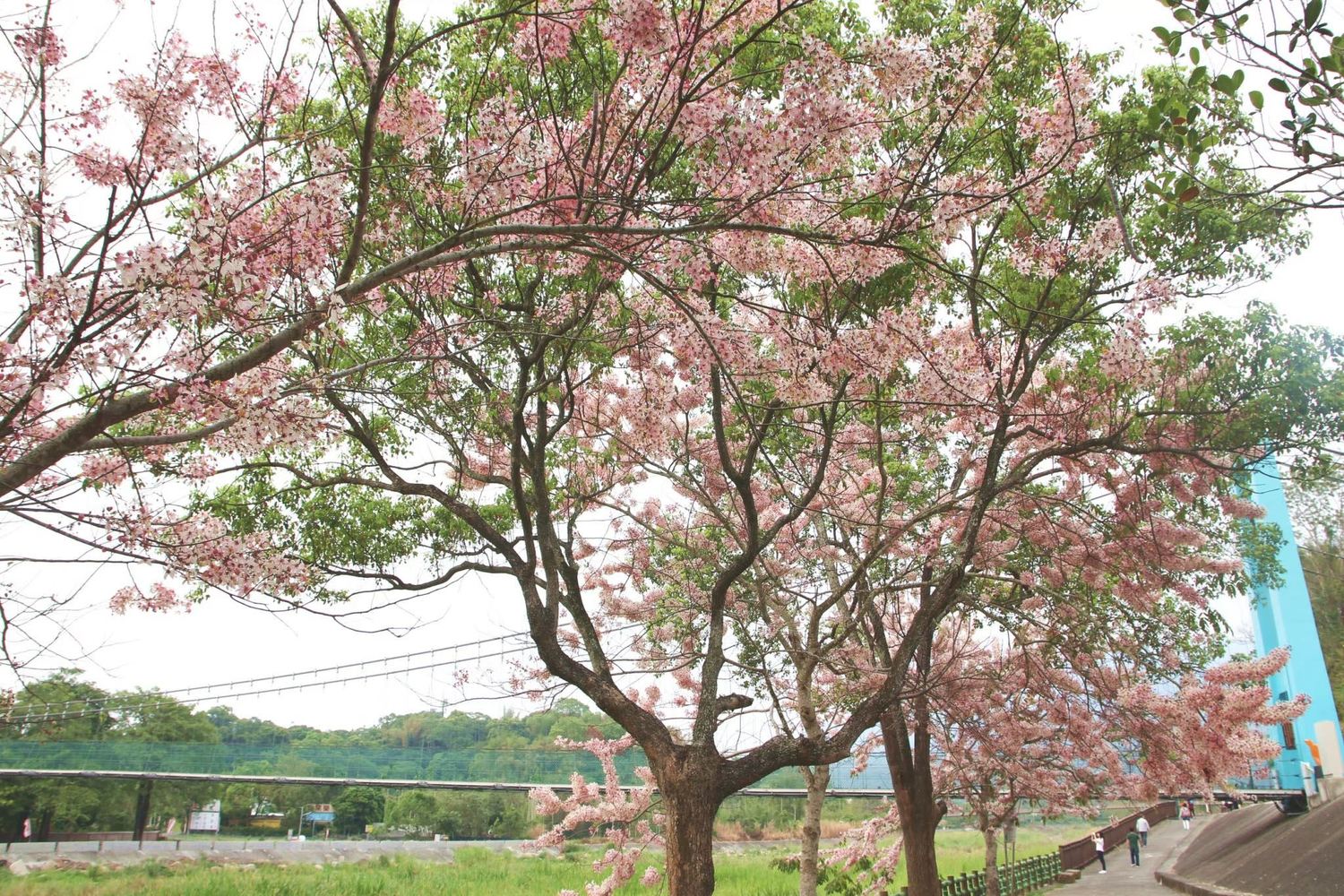 竹崎花旗木。 圖:取自嘉義縣政府全球資訊網 竹崎花旗木。 圖:取自嘉義縣政府全球資訊網
