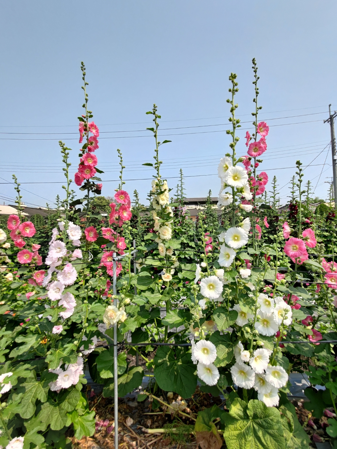 員林蜀葵花季-白色蜀葵花。 員林蜀葵花季-白色蜀葵花。