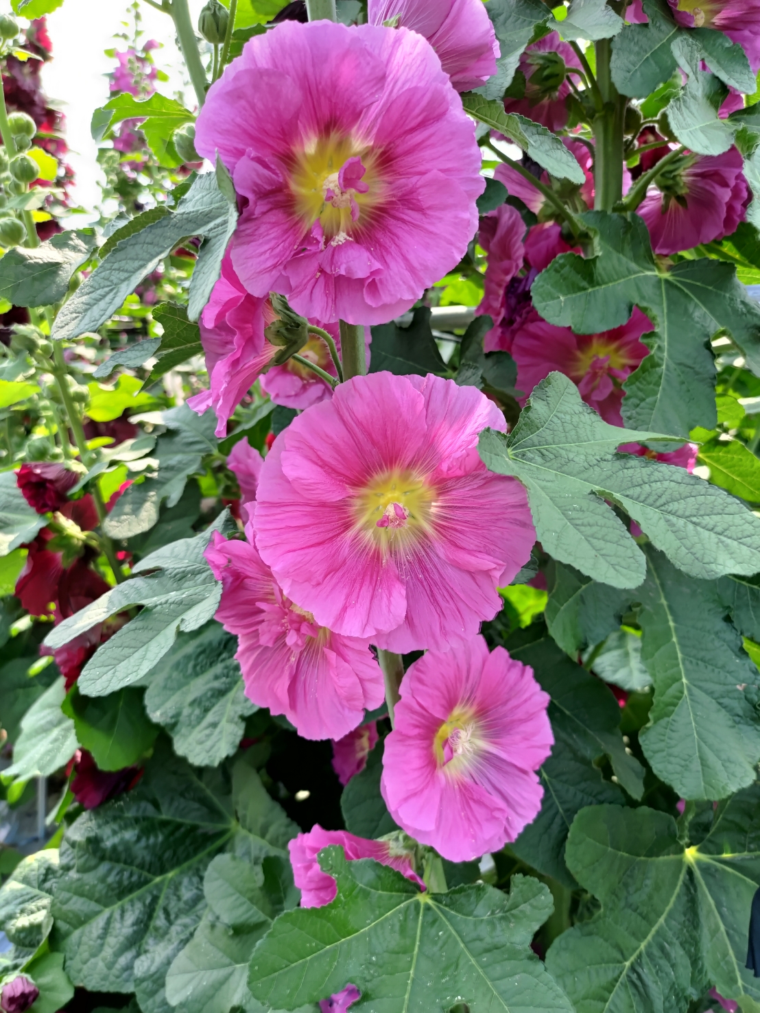 8員林蜀葵花季-粉紫色蜀葵花。 8員林蜀葵花季-粉紫色蜀葵花。