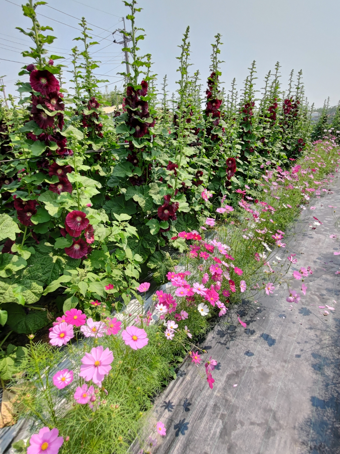 員林蜀葵花季-粉色蜀葵花。 員林蜀葵花季-粉色蜀葵花。