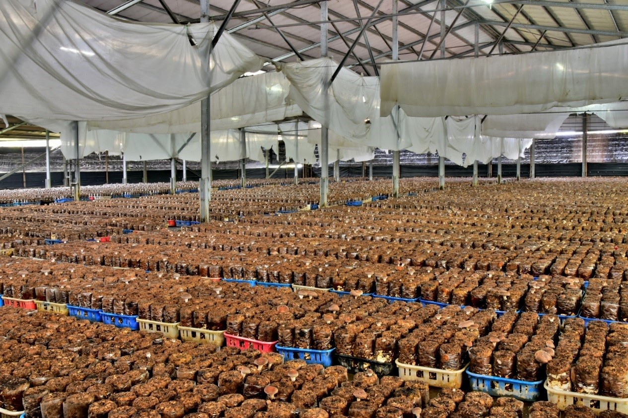 新社香菇園可體驗採收的樂趣。 圖:台中觀旅局/提供 新社香菇園可體驗採收的樂趣。 圖:台中觀旅局/提供