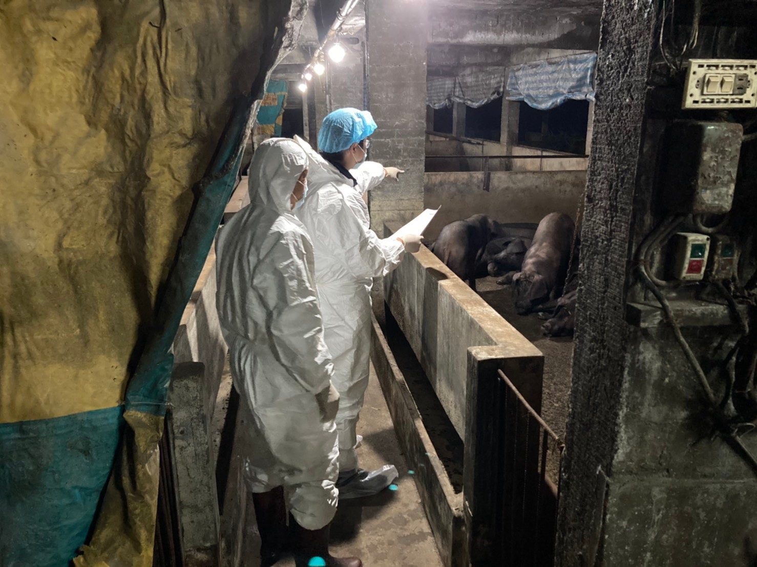 動保處防疫人員連夜進行豬場生物安全訪視。 圖:新北市動保處提供 動保處防疫人員連夜進行豬場生物安全訪視。 圖:新北市動保處提供
