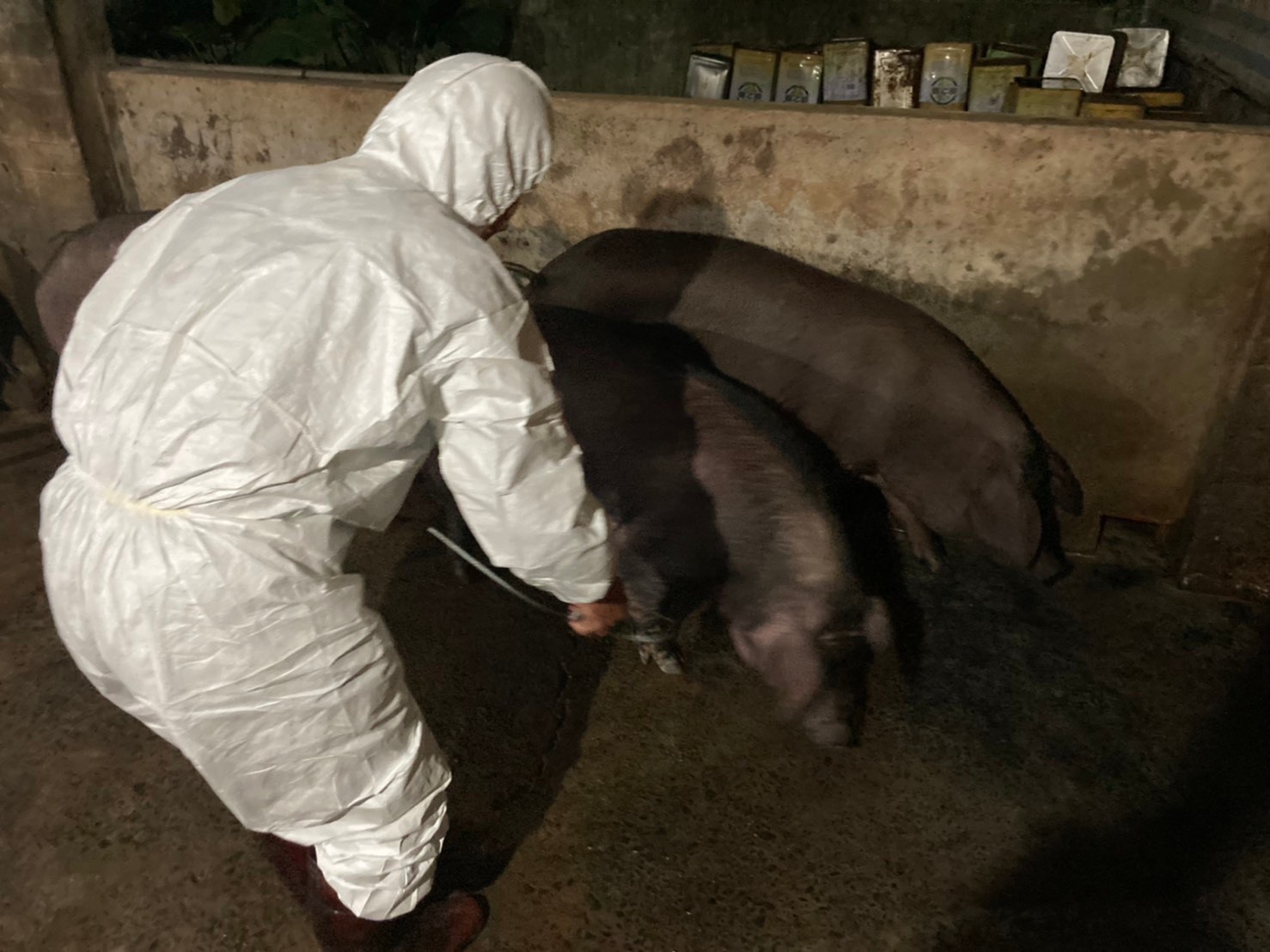 動保處徹夜進行畜牧移動管制及採檢。 圖:新北市動保處提供 動保處徹夜進行畜牧移動管制及採檢。 圖:新北市動保處提供