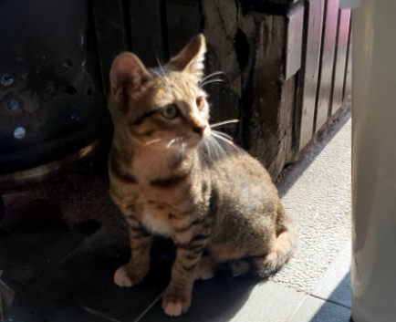 小貓脫困毫髮無傷。 圖:新北市動保處提供 小貓脫困毫髮無傷。 圖:新北市動保處提供