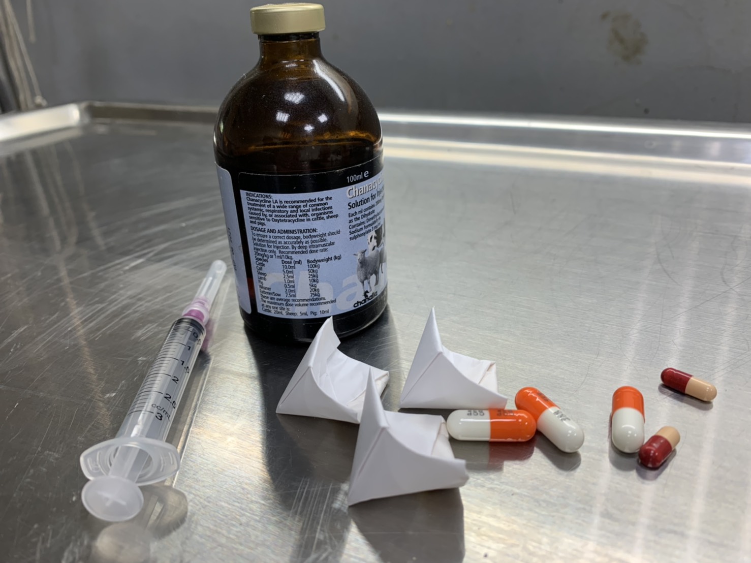 積極的藥物治療是生病貓咪的康復之道。 圖:新北市動保處提供 積極的藥物治療是生病貓咪的康復之道。 圖:新北市動保處提供