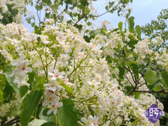 桐花依序綻放各處山頭。 圖:取自苗栗文化觀光旅遊網。 桐花依序綻放各處山頭。 圖:取自苗栗文化觀光旅遊網。