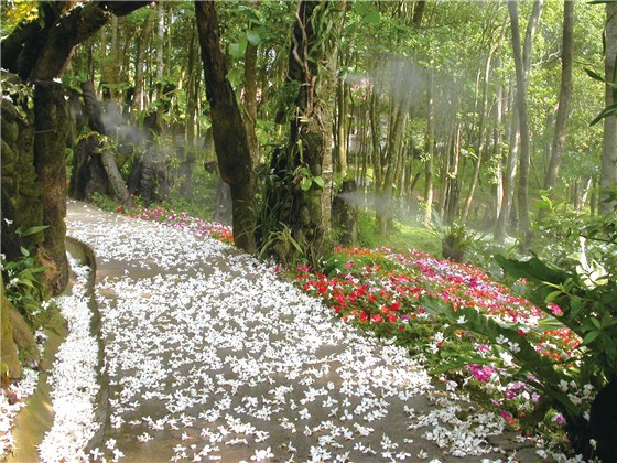 桐花樂活公園。 圖:取自客家桐花祭網站 桐花樂活公園。 圖:取自客家桐花祭網站