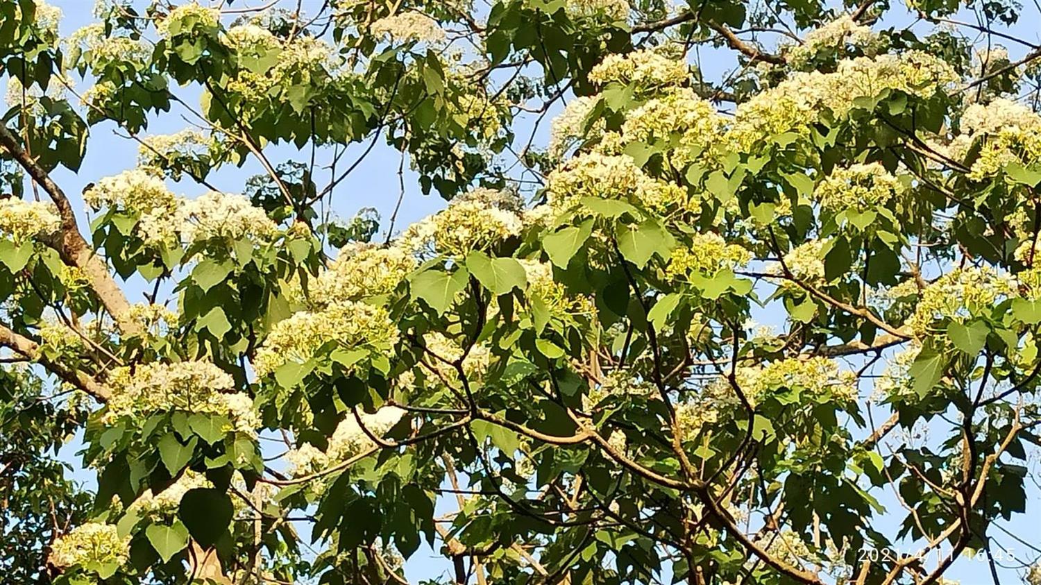 崎路仔步道的桐花。 圖:取自客家桐花網 崎路仔步道的桐花。 圖:取自客家桐花網