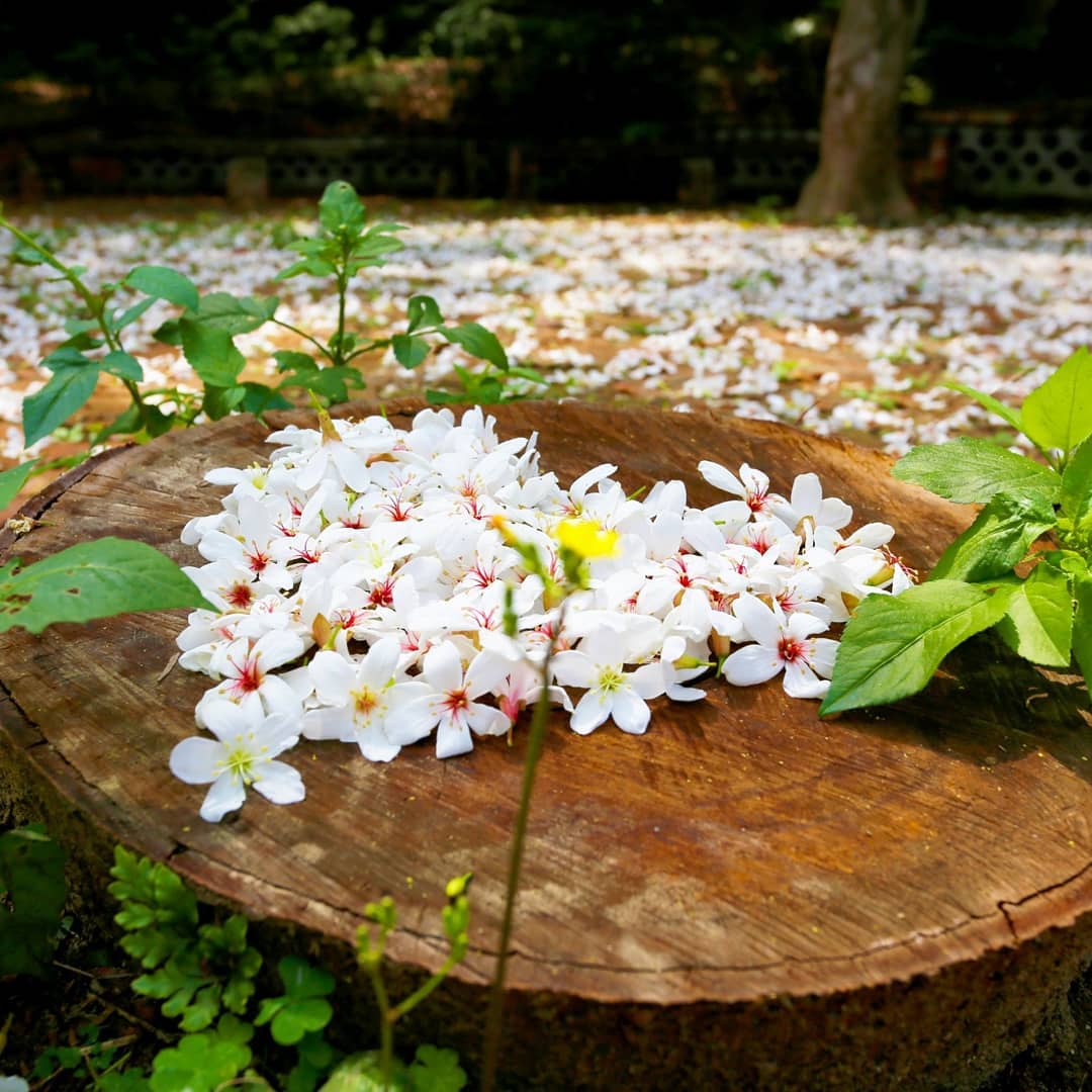大山牧場桐花美景。(圖為2019花況) 圖:取自愛玩彰化粉絲團 大山牧場桐花美景。(圖為2019花況) 圖:取自愛玩彰化粉絲團