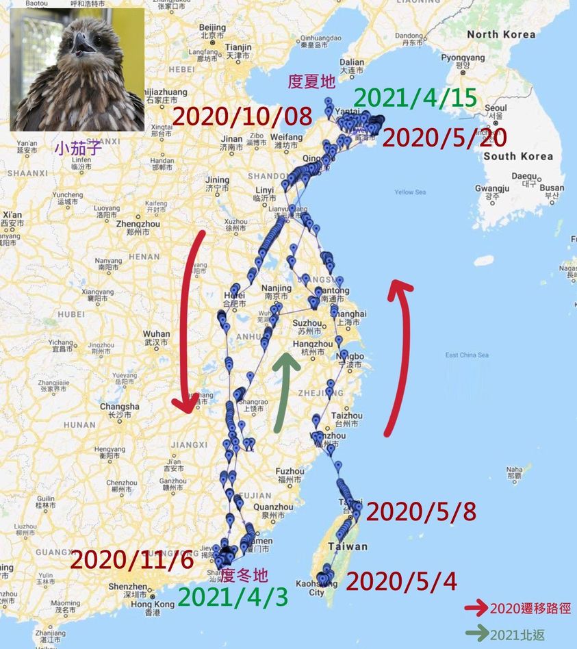 候鳥黑鳶小茄子這一年的飛行路徑。 圖:取自屏科大鳥類生態研究室 NPUST Bird Ecology Lab臉書 候鳥黑鳶小茄子這一年的飛行路徑。 圖:取自屏科大鳥類生態研究室 NPUST Bird Ecology Lab臉書