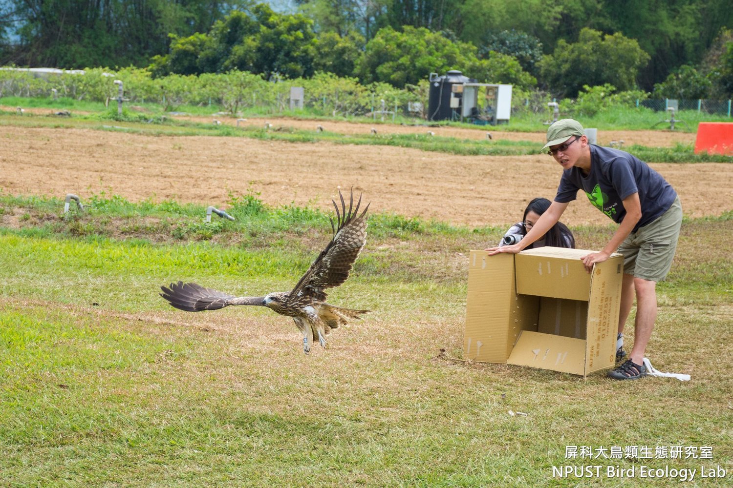 小茄子為第一隻證實為候鳥的黑鳶。 圖:取自屏科大鳥類生態研究室 NPUST Bird Ecology Lab臉書 小茄子為第一隻證實為候鳥的黑鳶。 圖:取自屏科大鳥類生態研究室 NPUST Bird Ecology Lab臉書