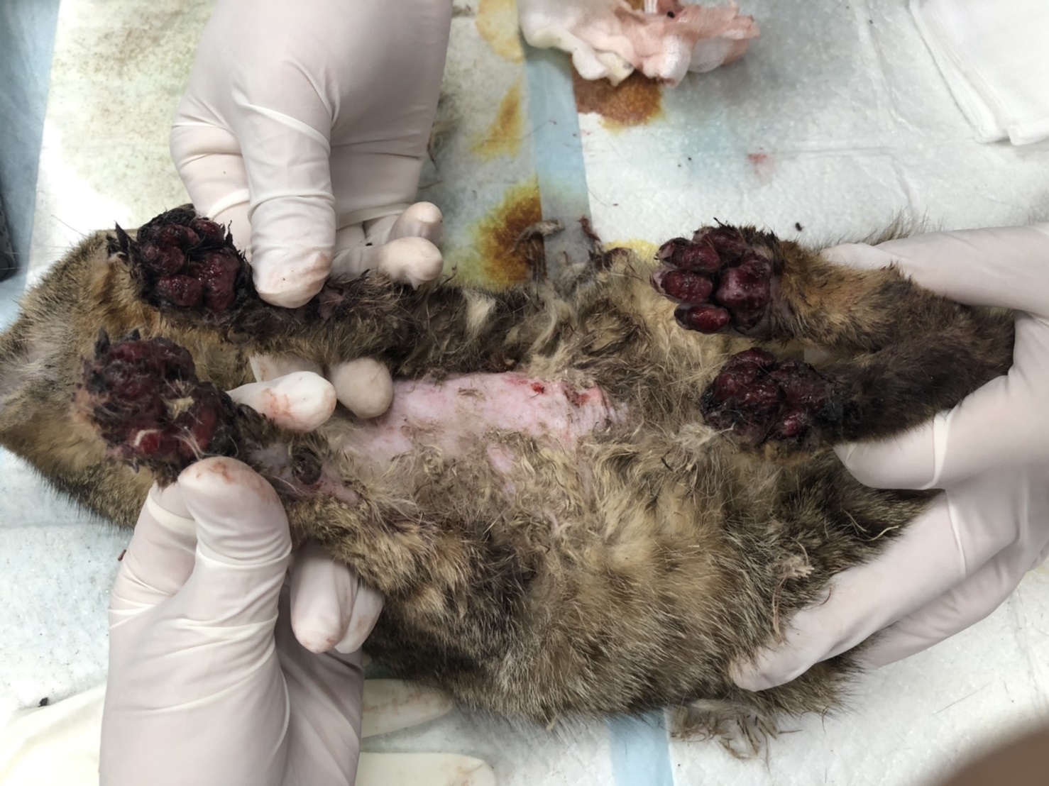 多多4隻腳掌傷勢嚴重,胸口傷勢較輕微,腳掌原本面目全非腳,幾乎看不出肉墊原本的顏色。 圖:新北市動保處提供 多多4隻腳掌傷勢嚴重,胸口傷勢較輕微,腳掌原本面目全非腳,幾乎看不出肉墊原本的顏色。 圖:新北市動保處提供