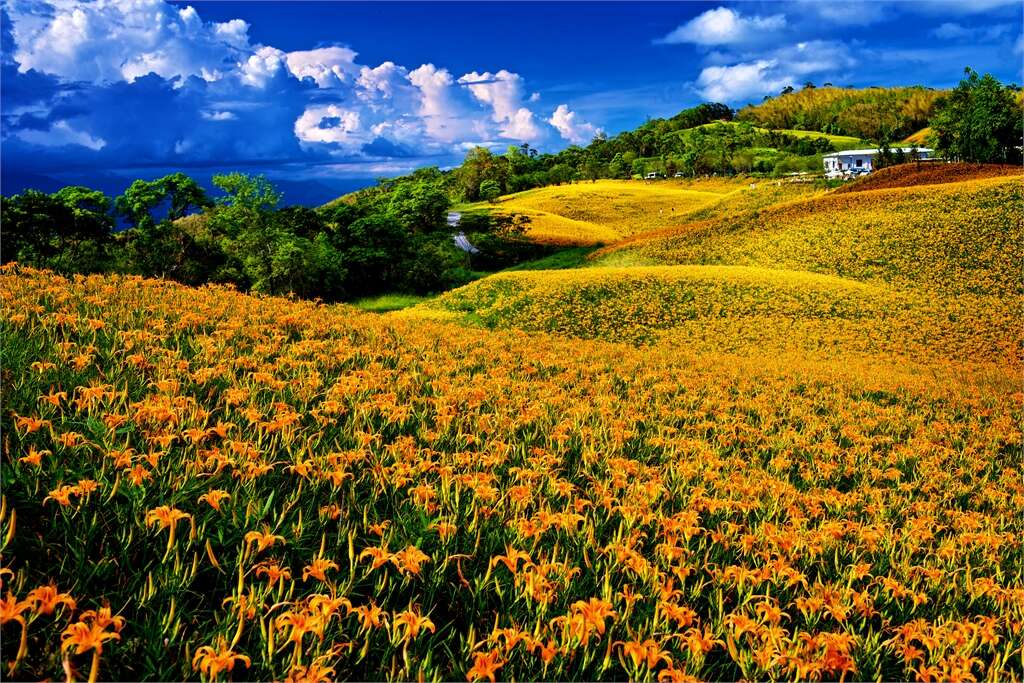 赤科山金針花季。 圖:取自花東縱谷國家風景區網站 赤科山金針花季。 圖:取自花東縱谷國家風景區網站