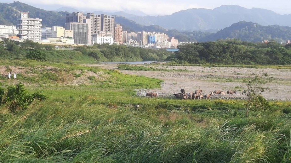 野放牛成群行動避開人類出現地點。 圖:新北市動保處提供 野放牛成群行動避開人類出現地點。 圖:新北市動保處提供