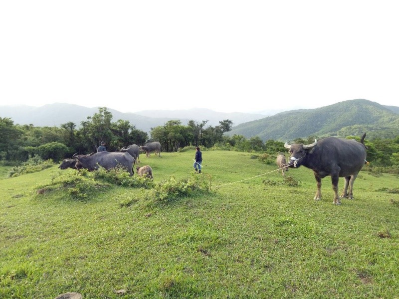 飼主至少要一天時間才能找齊放養牛群。 圖:新北市動保處提供 飼主至少要一天時間才能找齊放養牛群。 圖:新北市動保處提供