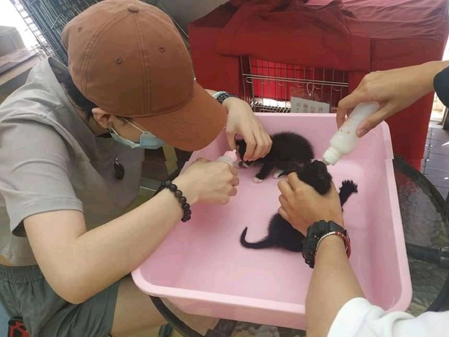 中和動物之家每年一到貓咪繁殖季節,就會出現一波「奶貓收容潮」,仰賴志工協助照顧。 圖:新北市動保處提供 中和動物之家每年一到貓咪繁殖季節,就會出現一波「奶貓收容潮」,仰賴志工協助照顧。 圖:新北市動保處提供