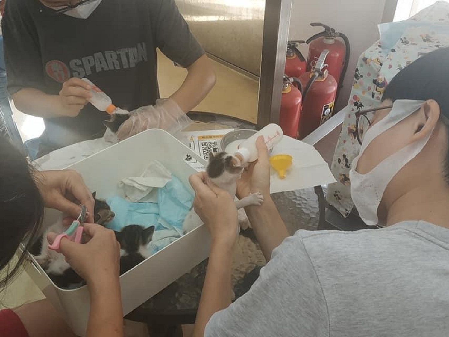 每位奶貓手最終都希望喵星人能找到幸福家庭。 圖:新北市動保處提供 每位奶貓手最終都希望喵星人能找到幸福家庭。 圖:新北市動保處提供