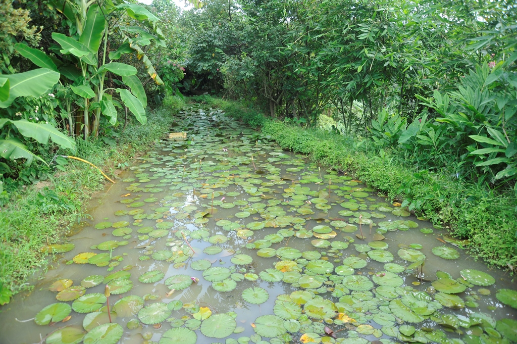 雷公蛙的新北市三芝棲地。 圖:新北市農業局提供 雷公蛙的新北市三芝棲地。 圖:新北市農業局提供