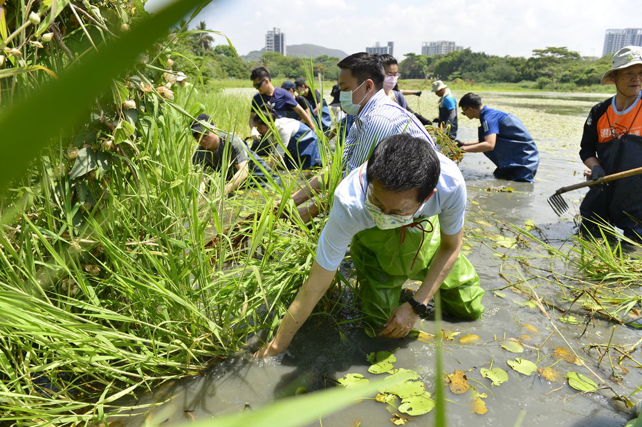 高市青年局陸域組志工清除外來種植物。 圖:高雄市政府青年局/提供 高市青年局陸域組志工清除外來種植物。 圖:高雄市政府青年局/提供