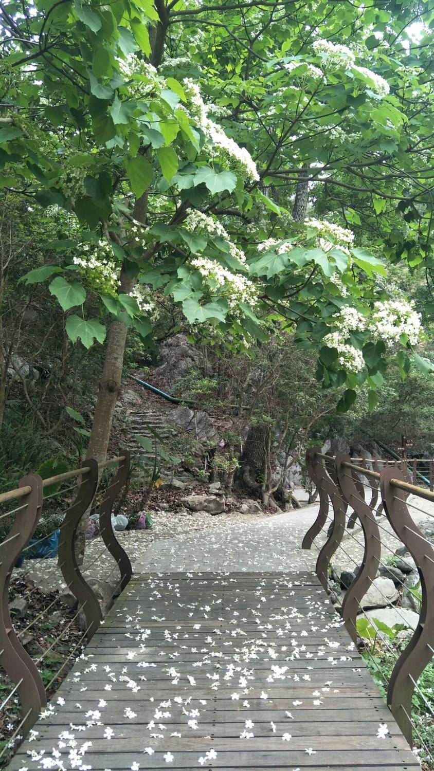 八仙山國家森林遊樂區步道鋪上一層白色花毯。 圖:林管處/提供 八仙山國家森林遊樂區步道鋪上一層白色花毯。 圖:林管處/提供
