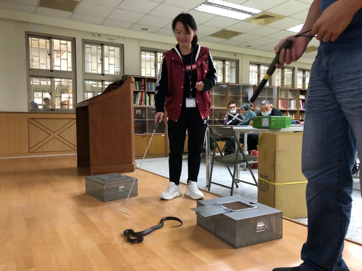 動保處捕蜂捉蛇教育訓練教導動保員使用較需技巧但不傷蛇之蛇鉤操作。 圖:新北市動保處提供 動保處捕蜂捉蛇教育訓練教導動保員使用較需技巧但不傷蛇之蛇鉤操作。 圖:新北市動保處提供