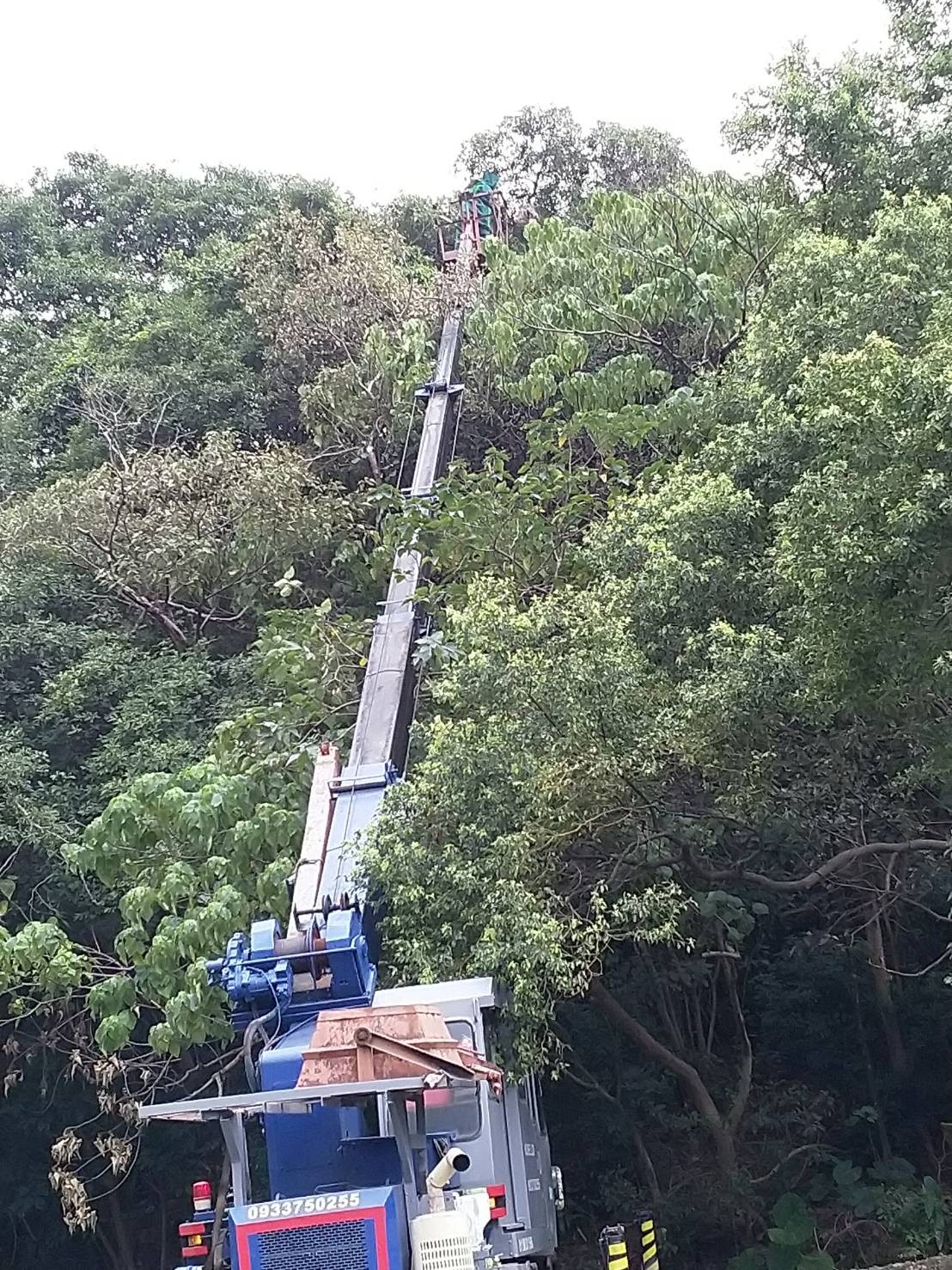 黑腹虎頭蜂經常築巢於樹梢,需使用吊車或長梯進行高空摘除作業。 圖:新北市動保處提供 黑腹虎頭蜂經常築巢於樹梢,需使用吊車或長梯進行高空摘除作業。 圖:新北市動保處提供