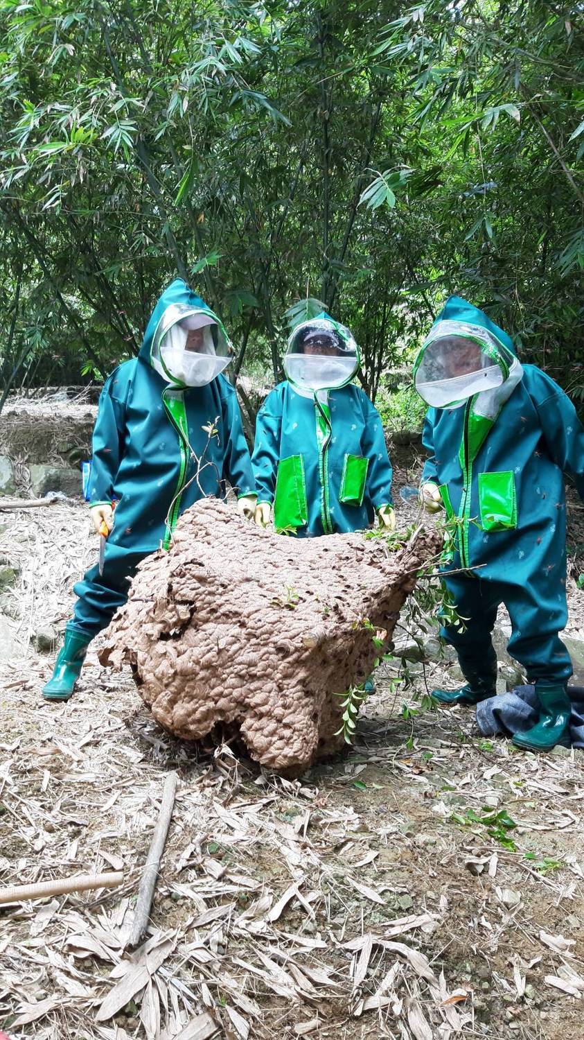 著裝全套捕蜂衣成功摘下大型黑腹虎頭蜂巢。 圖:新北市動保處提供 著裝全套捕蜂衣成功摘下大型黑腹虎頭蜂巢。 圖:新北市動保處提供