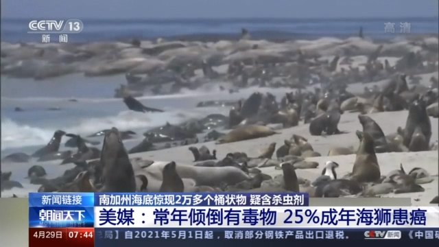 美國媒體曾報導,若業者長期把DDT工業廢棄物排入海中,恐造成25%成年海獅罹患癌症。 圖:翻攝自cctv 美國媒體曾報導,若業者長期把DDT工業廢棄物排入海中,恐造成25%成年海獅罹患癌症。 圖:翻攝自cctv