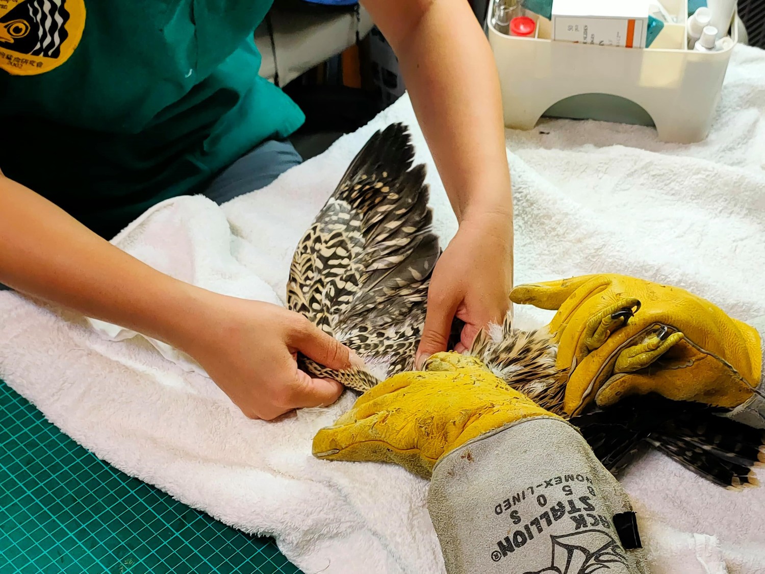 猛禽研究會王齡敏獸醫師協助檢傷遊隼。 圖:新北市動保處提供 猛禽研究會王齡敏獸醫師協助檢傷遊隼。 圖:新北市動保處提供