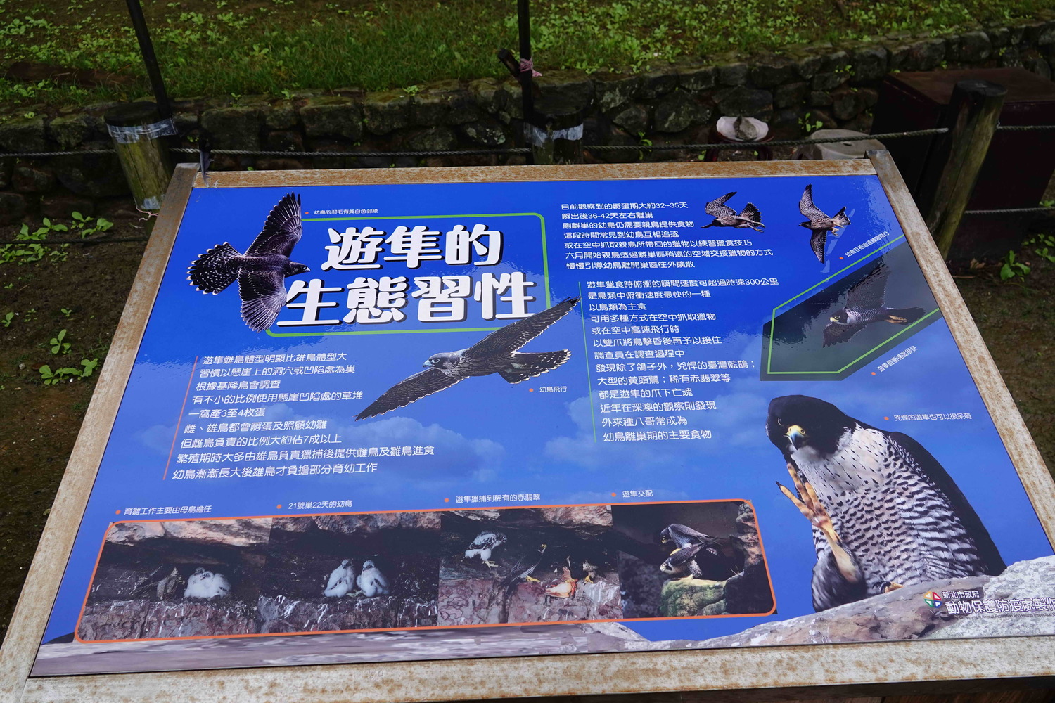 動保處在當地告示牌細節,讓民眾了解遊隼生態。 圖:新北市動保處提供 動保處在當地告示牌細節,讓民眾了解遊隼生態。 圖:新北市動保處提供