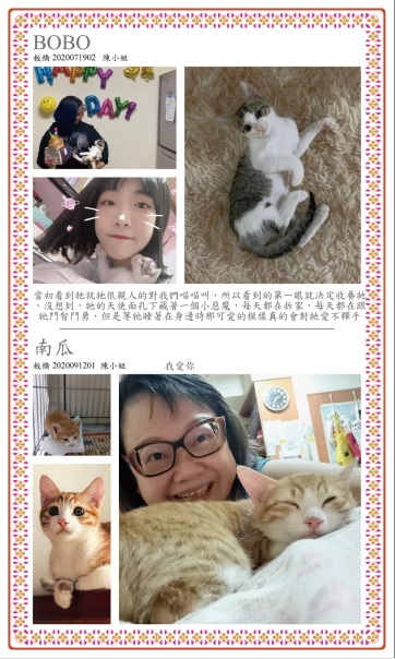 被認養的BOBO、南瓜,與飼主的互動似乎說「我很幸福哦!」 圖:新北市動保處/提供 被認養的BOBO、南瓜,與飼主的互動似乎說「我很幸福哦!」 圖:新北市動保處/提供