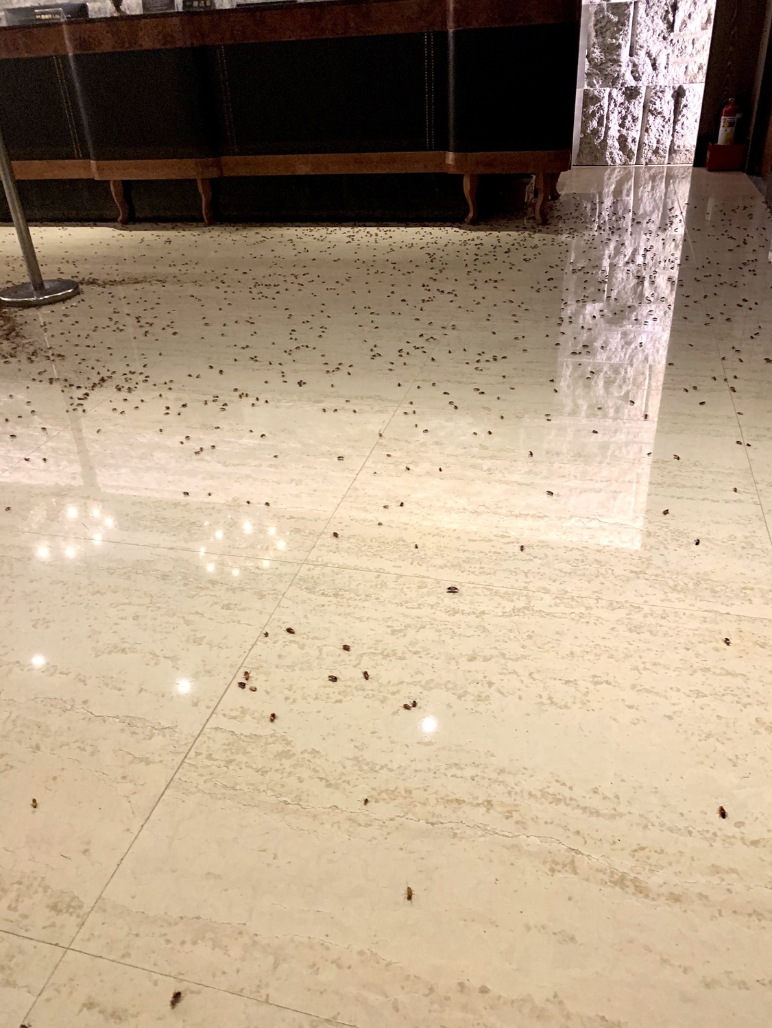 餐廳地面滿地都是蟑螂,場面相當嚇人。 圖:王欣儀議員辦公室 / 提供 餐廳地面滿地都是蟑螂,場面相當嚇人。 圖:王欣儀議員辦公室 / 提供