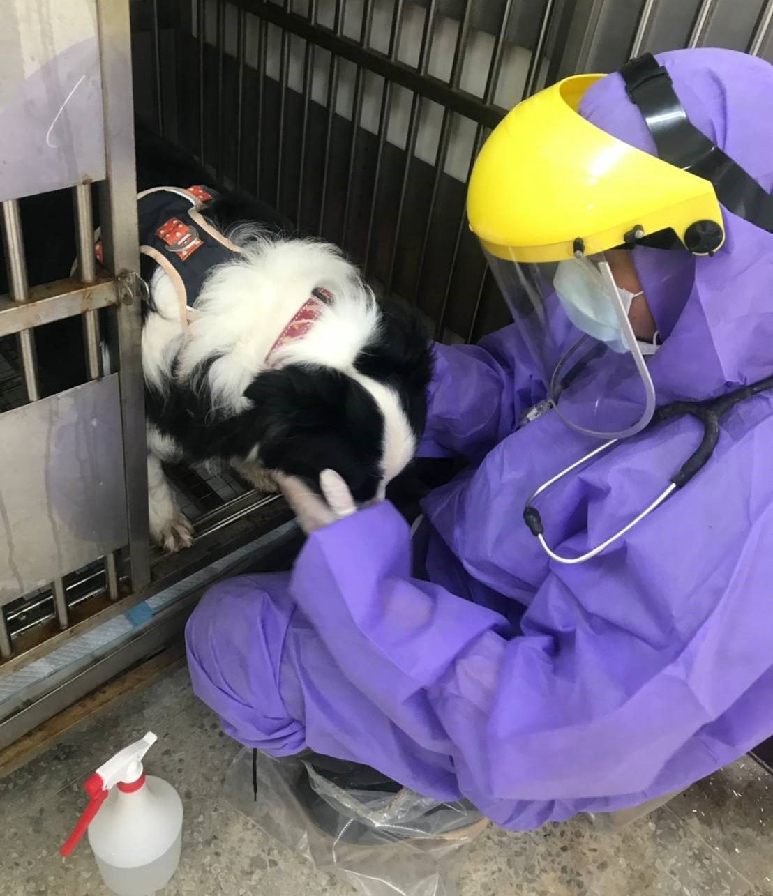 動保處獸醫為邊境牧羊犬觸診。 圖:新北市動保處提供 動保處獸醫為邊境牧羊犬觸診。 圖:新北市動保處提供