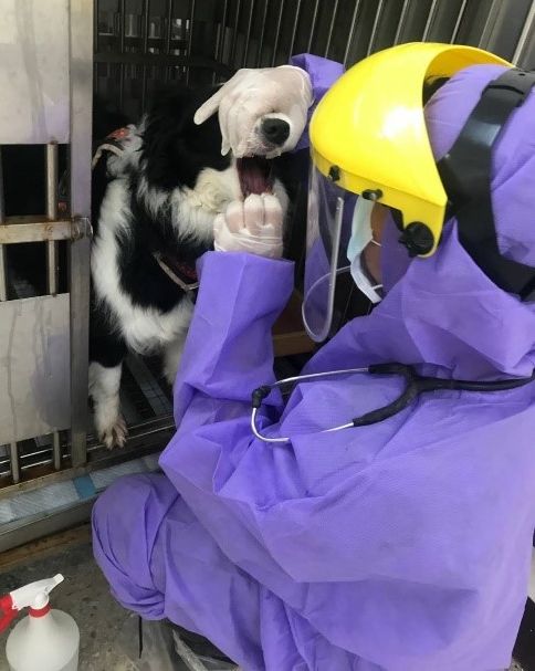 動保處獸醫檢查邊境牧羊犬口鼻狀況。 圖:新北市動保處提供 動保處獸醫檢查邊境牧羊犬口鼻狀況。 圖:新北市動保處提供