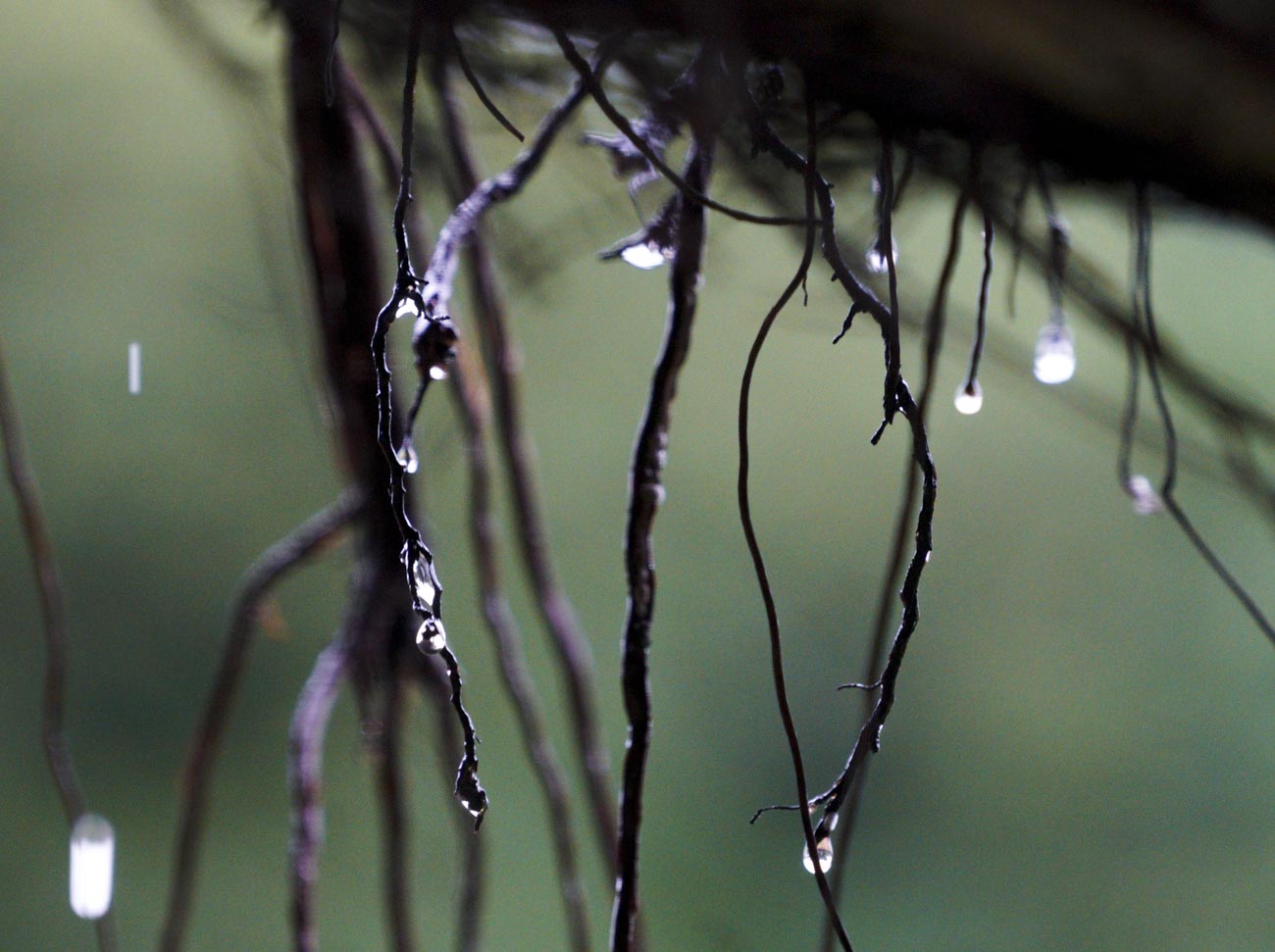 路旁的榕樹氣根掛著一顆顆晶瑩剔透的雨珠,相當好看。 圖:張良一/攝 路旁的榕樹氣根掛著一顆顆晶瑩剔透的雨珠,相當好看。 圖:張良一/攝