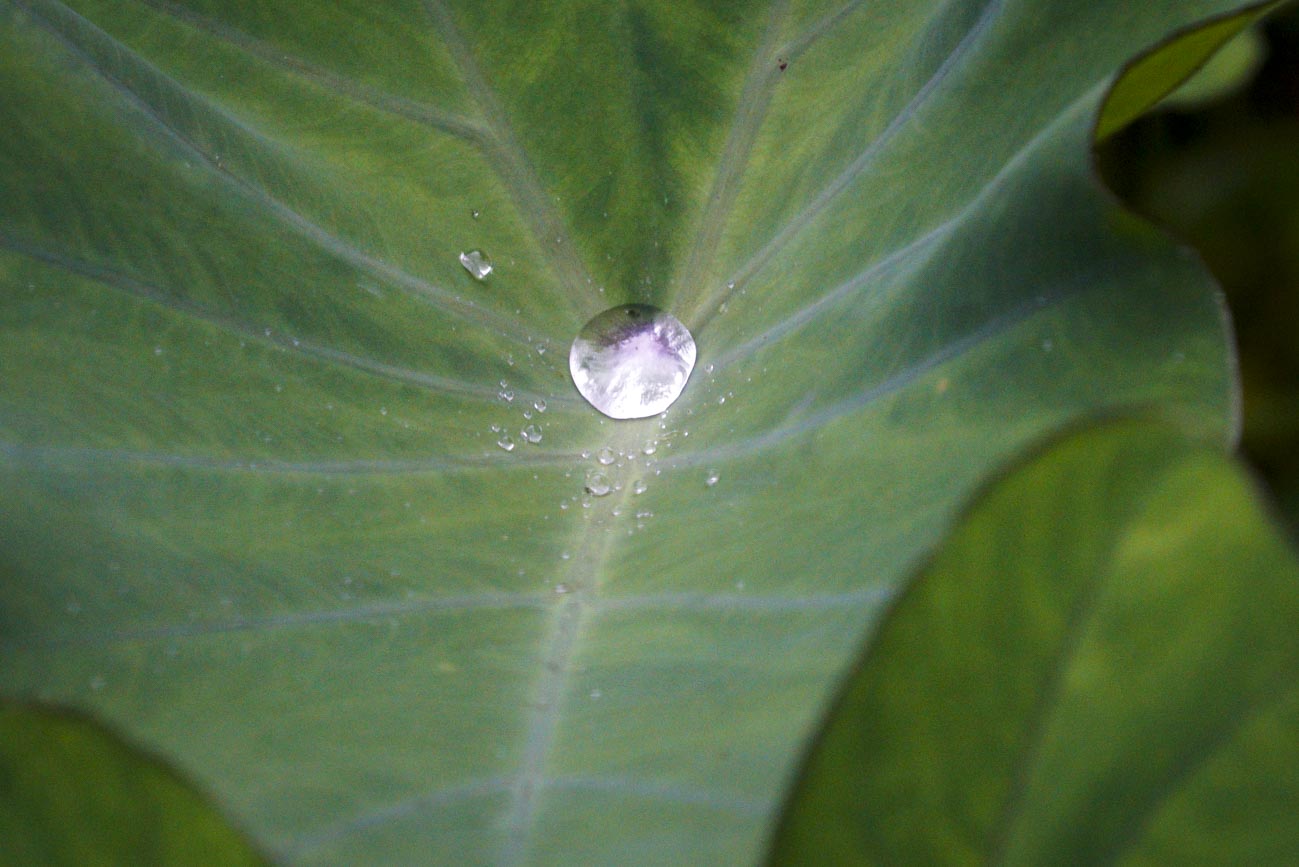 落下的雨滴聚集在芋頭葉上,行丞一顆美麗的水珠。 圖:張良一/攝 落下的雨滴聚集在芋頭葉上,行丞一顆美麗的水珠。 圖:張良一/攝