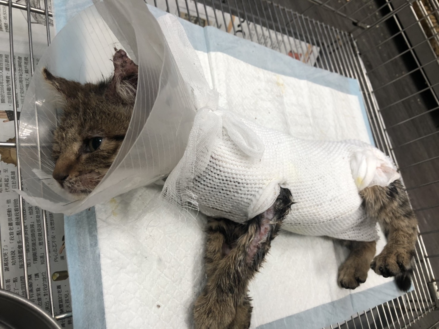 獸醫師幫「斑斑」上藥包紮得像木乃伊,還戴頭套,避免舔舐傷口。 圖:新北市動保處提供 獸醫師幫「斑斑」上藥包紮得像木乃伊,還戴頭套,避免舔舐傷口。 圖:新北市動保處提供
