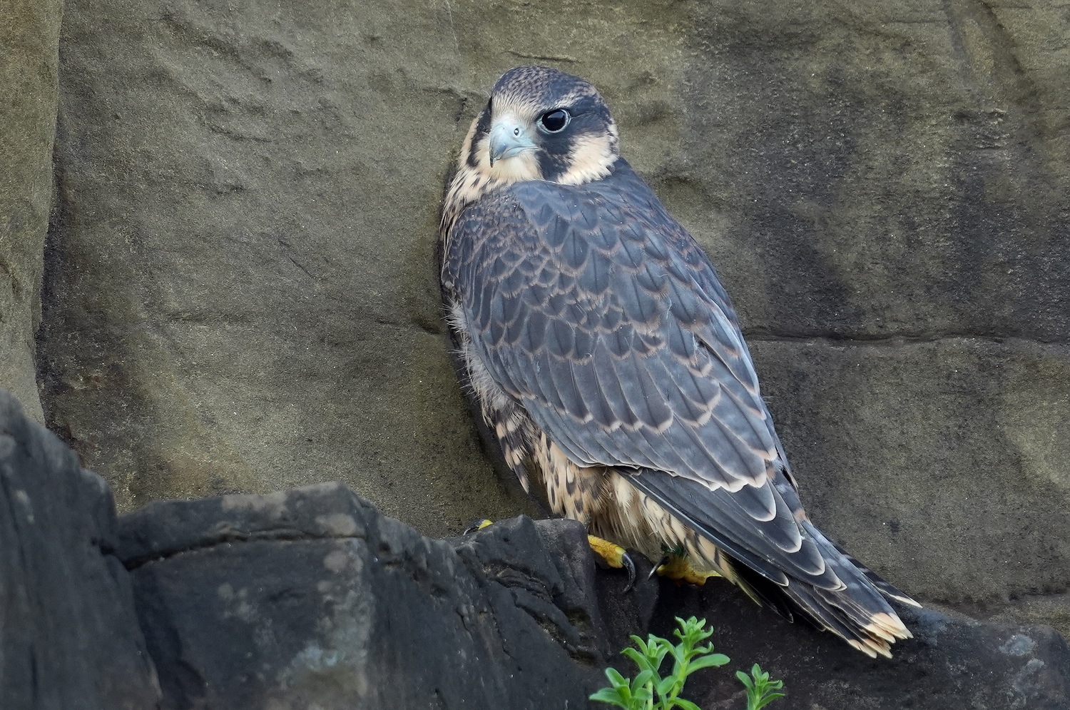 瑞芳區酋長岩保育類野生動物遊隼二寶落巢。 圖:新北市動保處提供 瑞芳區酋長岩保育類野生動物遊隼二寶落巢。 圖:新北市動保處提供