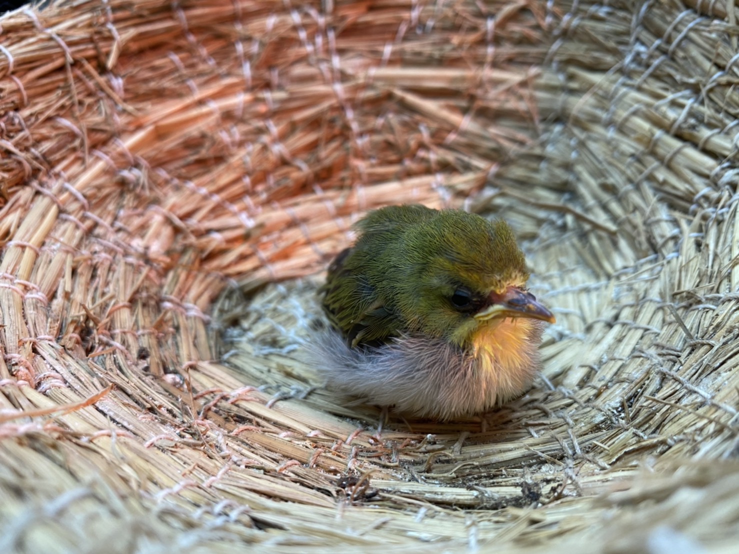 民眾送交路邊拾獲綠繡眼幼鳥。 圖:新北市動保處提供 民眾送交路邊拾獲綠繡眼幼鳥。 圖:新北市動保處提供