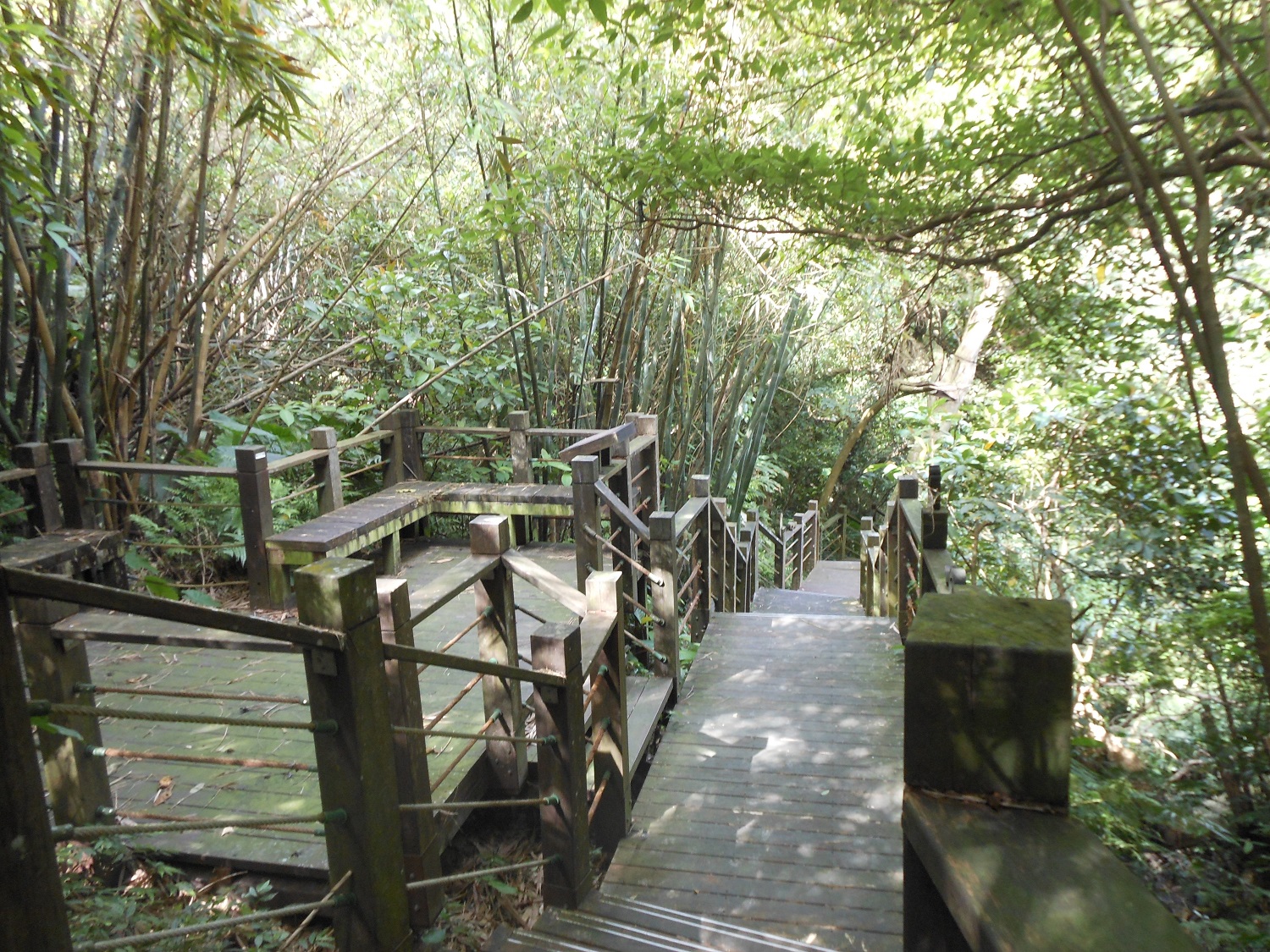 從茶推廣中心對面登山口進入健康步道山林小徑。 圖:北市大地處/提供 從茶推廣中心對面登山口進入健康步道山林小徑。 圖:北市大地處/提供
