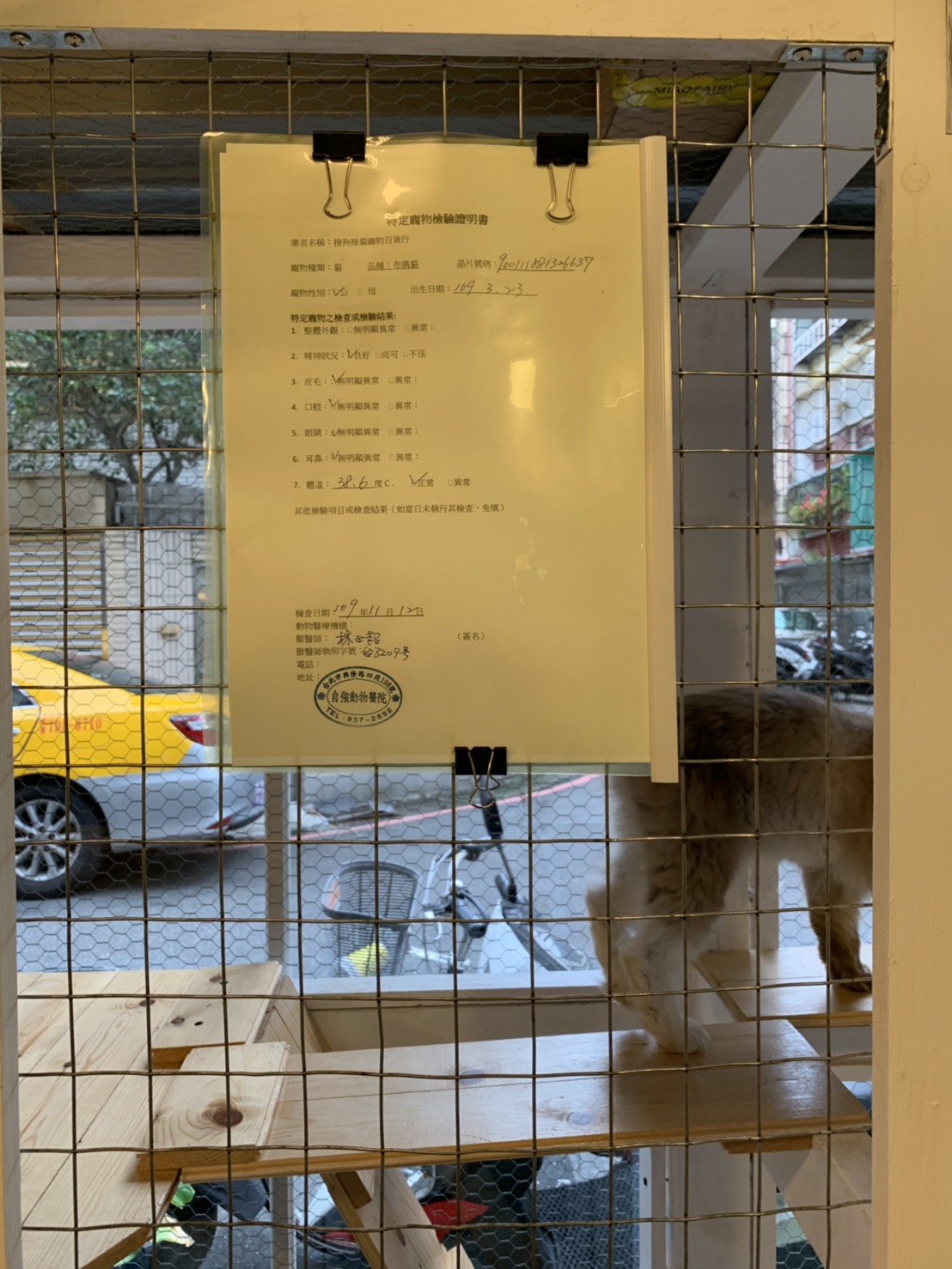 業者提供販賣犬貓的獸醫師開立檢驗證明。 圖:新北市動保處提供 業者提供販賣犬貓的獸醫師開立檢驗證明。 圖:新北市動保處提供