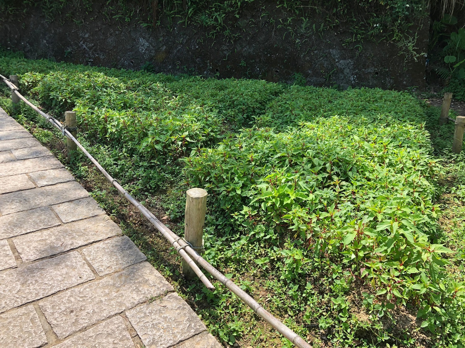 樟樹步道的羽狀雞冠花也將於5月中盛開。 圖:台北大地處/提供 樟樹步道的羽狀雞冠花也將於5月中盛開。 圖:台北大地處/提供